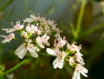 Coriander flowers