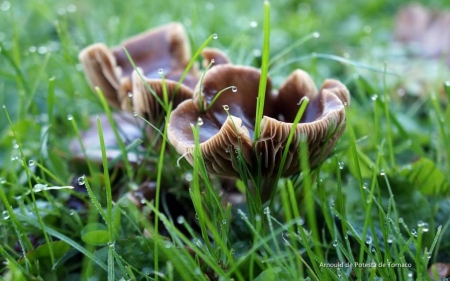 Seasons - abstract, raindrops, summer, photography, drops, HD, dewdrops, spring, grass, nature, dew, mushroom, garden, rain, seasons, wallpaper