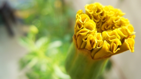 Marigold flower in its infancy - flowers, morning, marigold, newborn