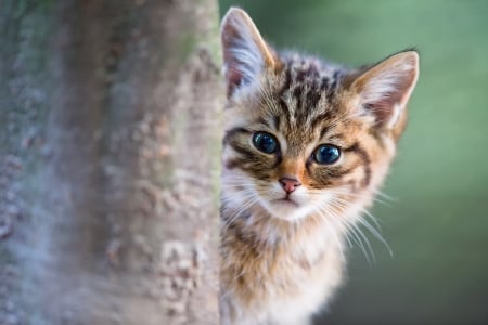 Kitten - animal, kitten, cute, sweet, cat