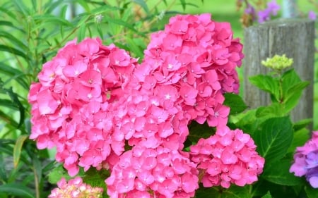 Hydrangea - summer, green, flower, hydrangea, pink