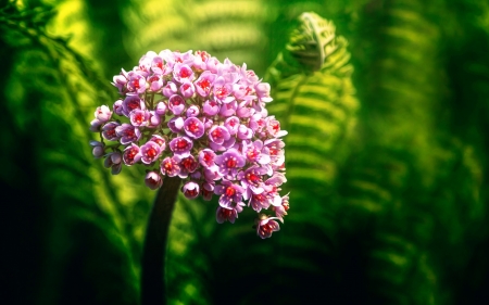 Flower - feriga, flower, pink, green