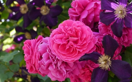 Flowers - purple, summer, clematis, rose, flower, pink