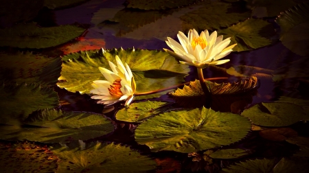 Waterlilies - blossoms, petals, water, leaves, pond