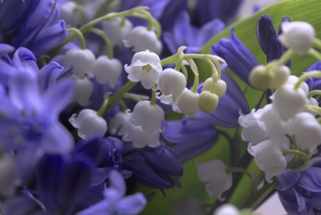 Lily of the Valles - white, blossoms, blue, petals, spring