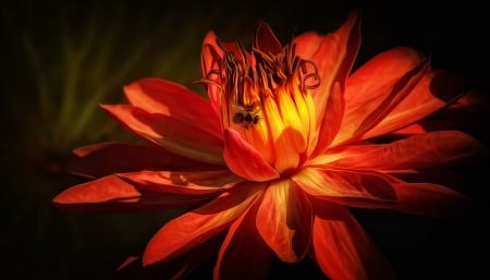 Dahlia - wasp, petals, red, blossom