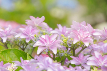 Pink Flower - blossoms, petals, bush, leaves, garden