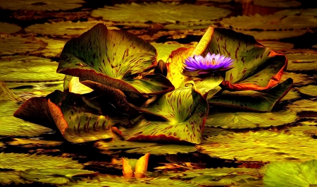 Wonderful Blue Lotus - petals, water, waterlily, leaves