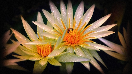 Waterlily - bee, blossoms, raindrops, petals