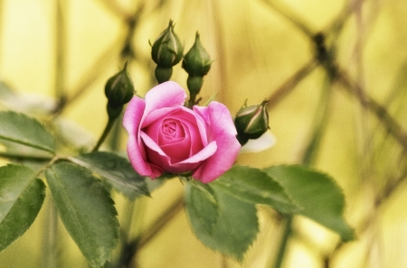 Rosebuds - blossom, flower, petals, rose