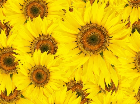 Sunflowers - seed, blossoms, petals, bright