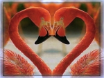 Love of flamingos