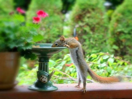 Hydration is important - drink, fountain, squirrel, green