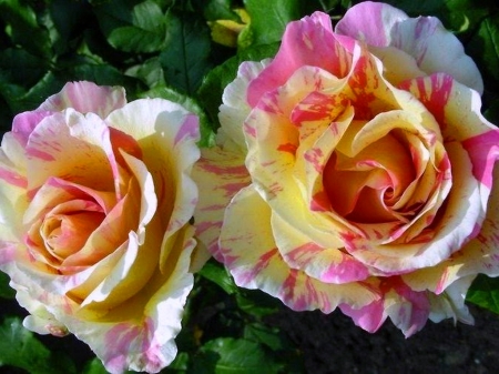 Beauty x 2 - flowers, roses, yellow, two, pink