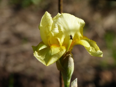 Iris - yellow, summer, garden, iris, flower