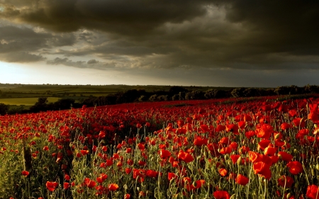 Dark Clouds - nature, flowers, dark, clouds