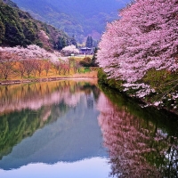 Spring in Japan