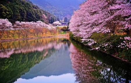 Spring in Japan - tokyo, japanese, spring, nature, japan, sakura, river, pink, scenery, cherrt blossom, flowers