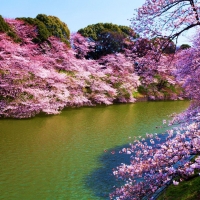 Cherry Blossoms in Japan