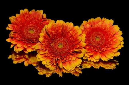 Beautiful Flowers - nature, autumn, red, petals, orange, flowers