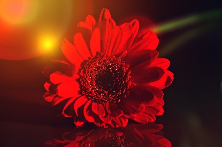 Red Gerbera - flowers, nature, red, gerbera