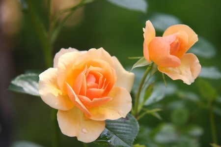 Yellow Roses Bloom - bloom, flowers, roses, nature, yellow, green, leaves