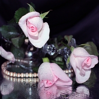 Pink roses