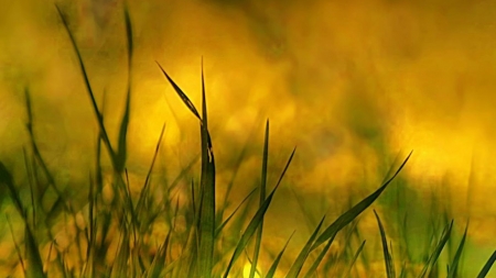 Background - nature, fields, backgrounds, grass, leaves