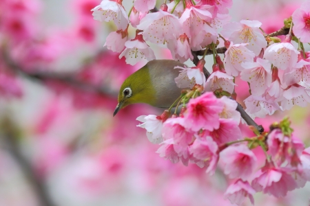 Japanese White-Eye Bird - blossoms, japan, spring, cherry, tree