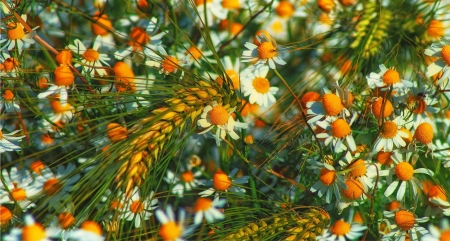 Camomile - field, blossoms, petals, corn