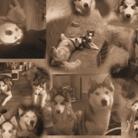 husky . siberian husky .. my two dogs shadow and nanook