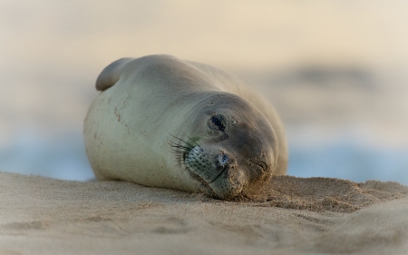 Seal - animal, water, seal, cute