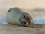 Seal