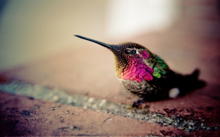 Humming-bird - pink, little, cute, humming-bird, green