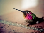 Humming-bird