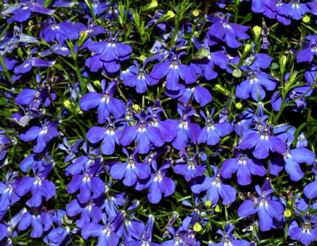 Lobelias - skin, purple, lobelia, blue, green, texture, flower