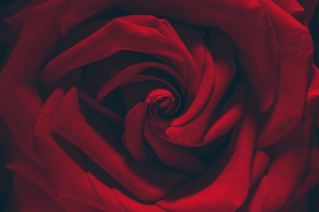 Rose - skin, macro, red, texture, rose