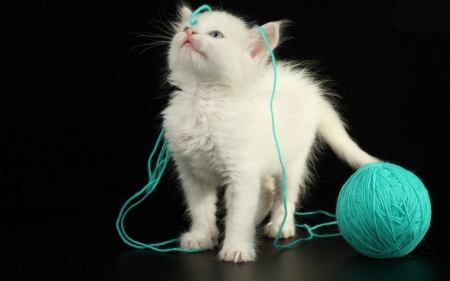 Kitten - white, cat, blue, animal, funny, cute, black, kitten