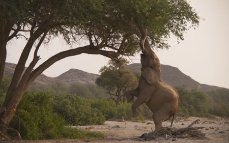 Elephant - tree, animal, nature, elephant