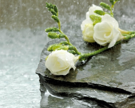 Beautiful Roses - white, nature, roses, rain