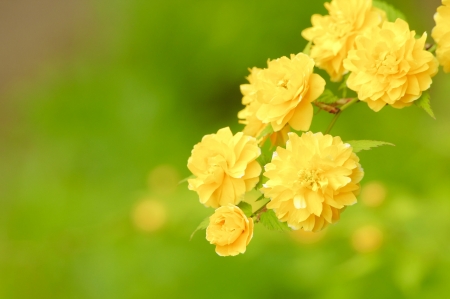 Japanese Kerry - blossoms, leaves, petals, branch