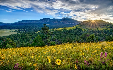 Sunset in Arizona Mountains - sunflowers, landscape, clouds, field, flowers