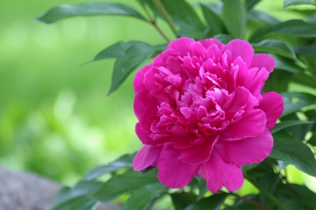 Peony - blossom, garde, petals, pink, leaves