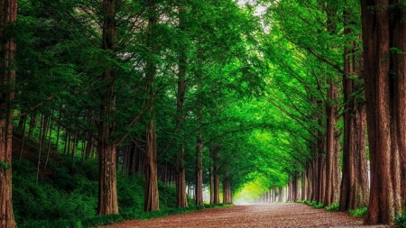 Forest Road - forest, landscape, trees, road