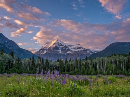 Mount Robson, Canadian Rockies, British Columbia - lupines, landscape, clouds, tree, flowers