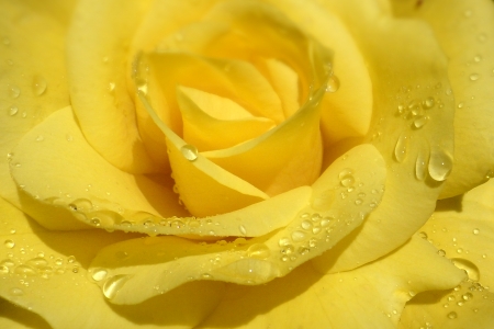 yellow rose - drop, yellow, rose, flower