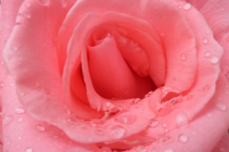 pink rose - drop, rose, flower, pink