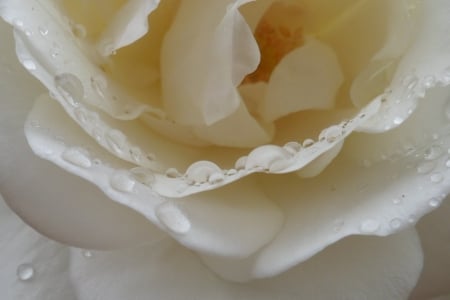 white rose - white, drop, rose, flower