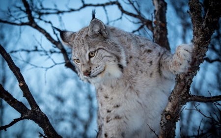 Lynx - animal, wild, Lynx, cat