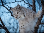 Lynx